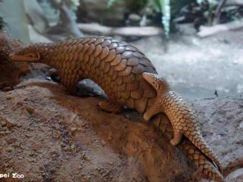 母親節到動物園「曬親愛」！尋找動物親子雕塑，感受自然界最溫柔的守護